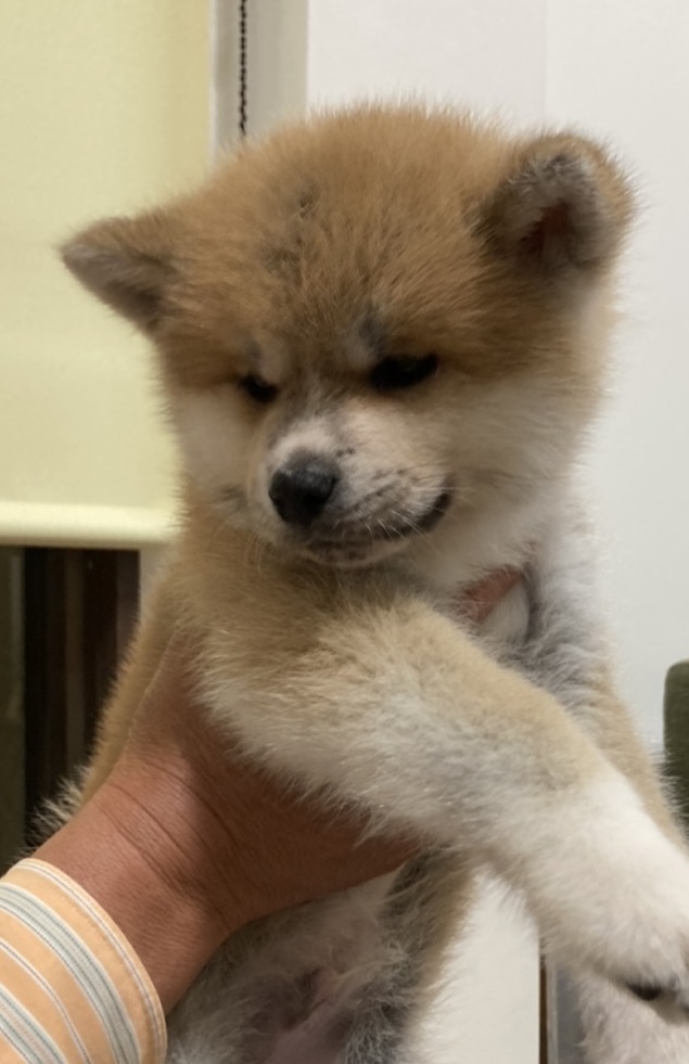 2022年3月21日生まれの秋田犬
