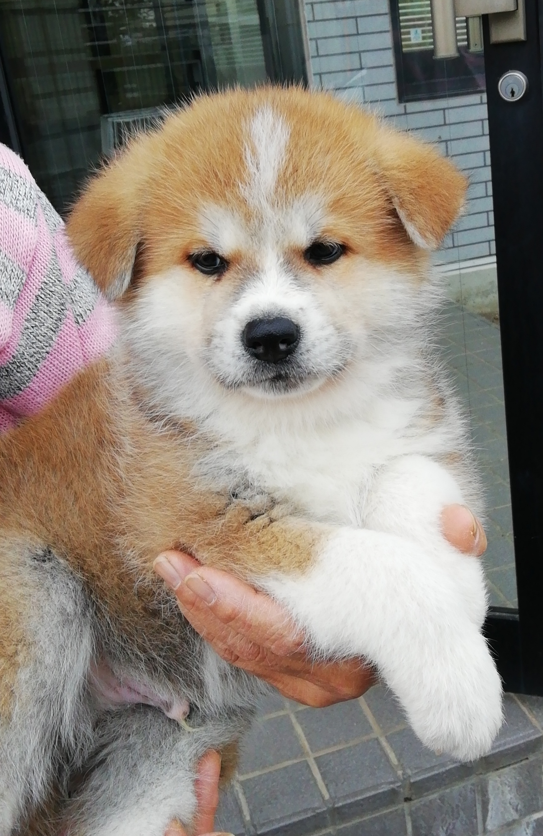 2022年9月7日生まれの秋田犬